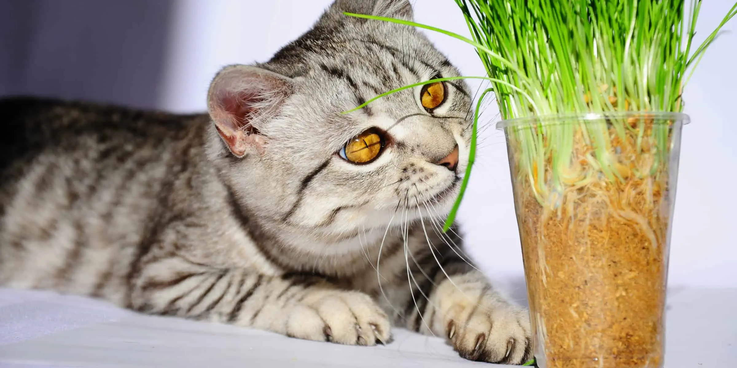 cat and catnip