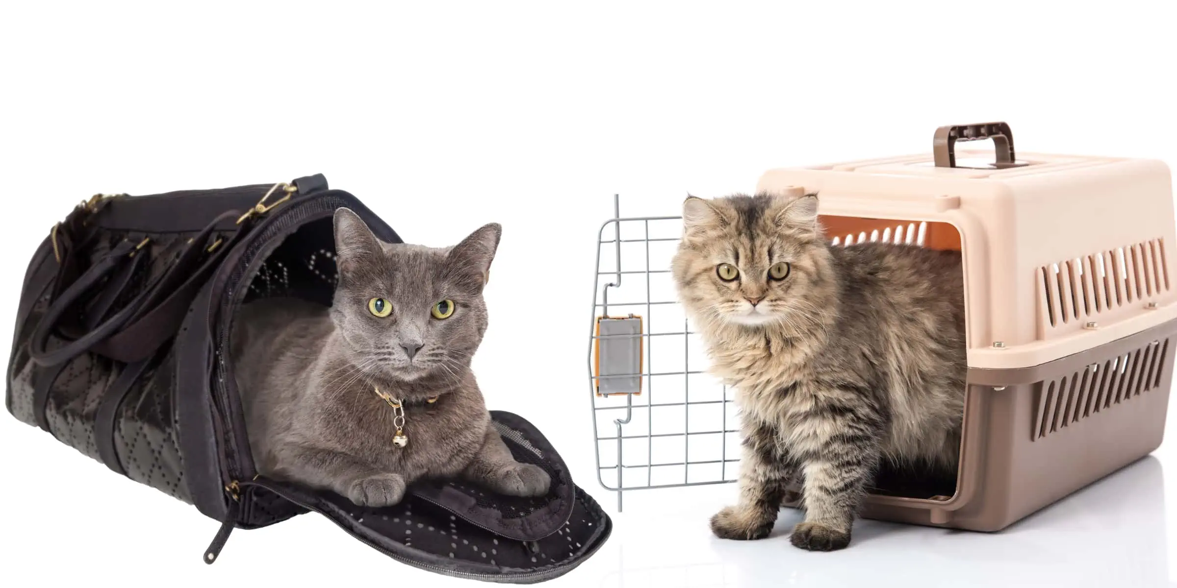 cat carriers