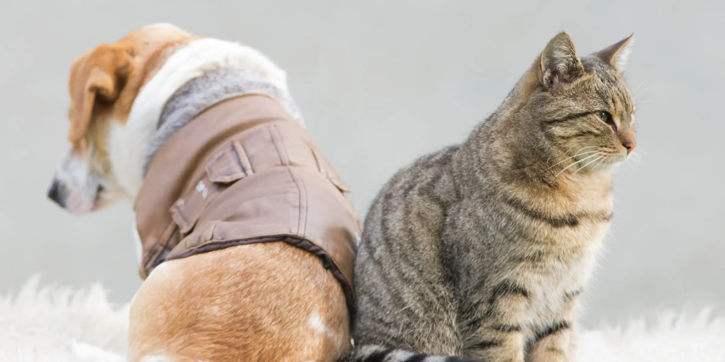 cat ignoring dog