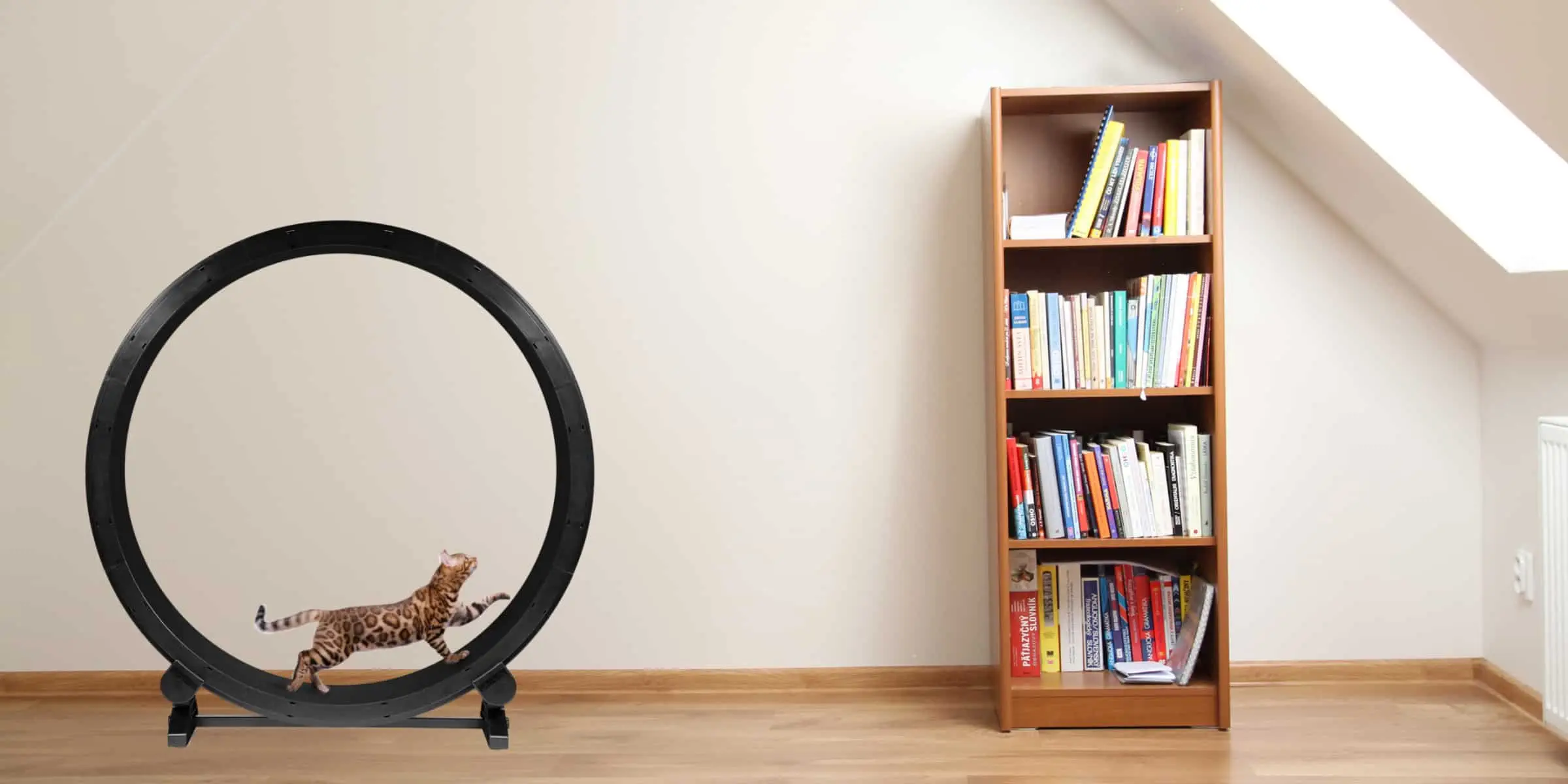 cat wheel
