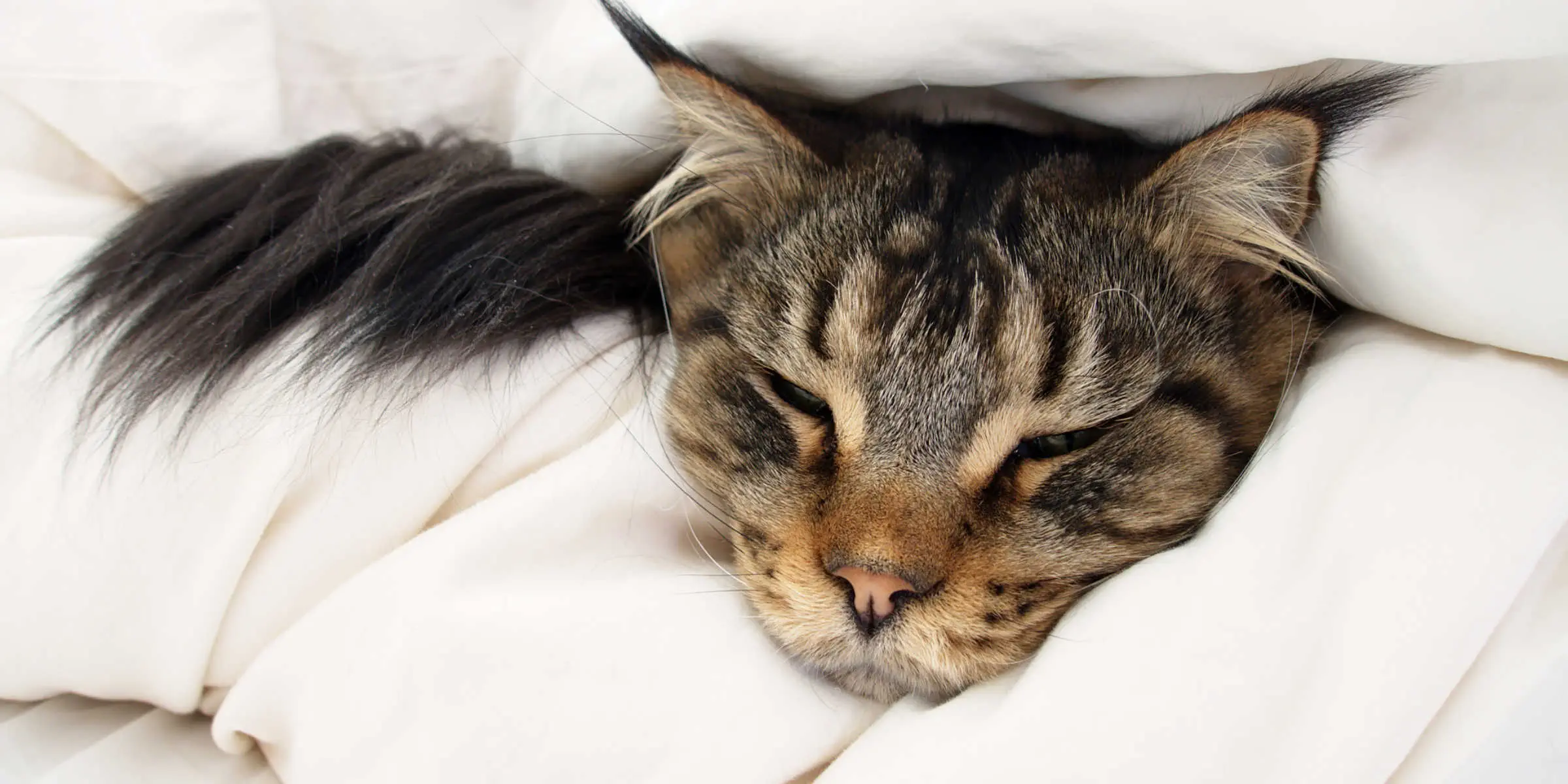 cat wrapped up
