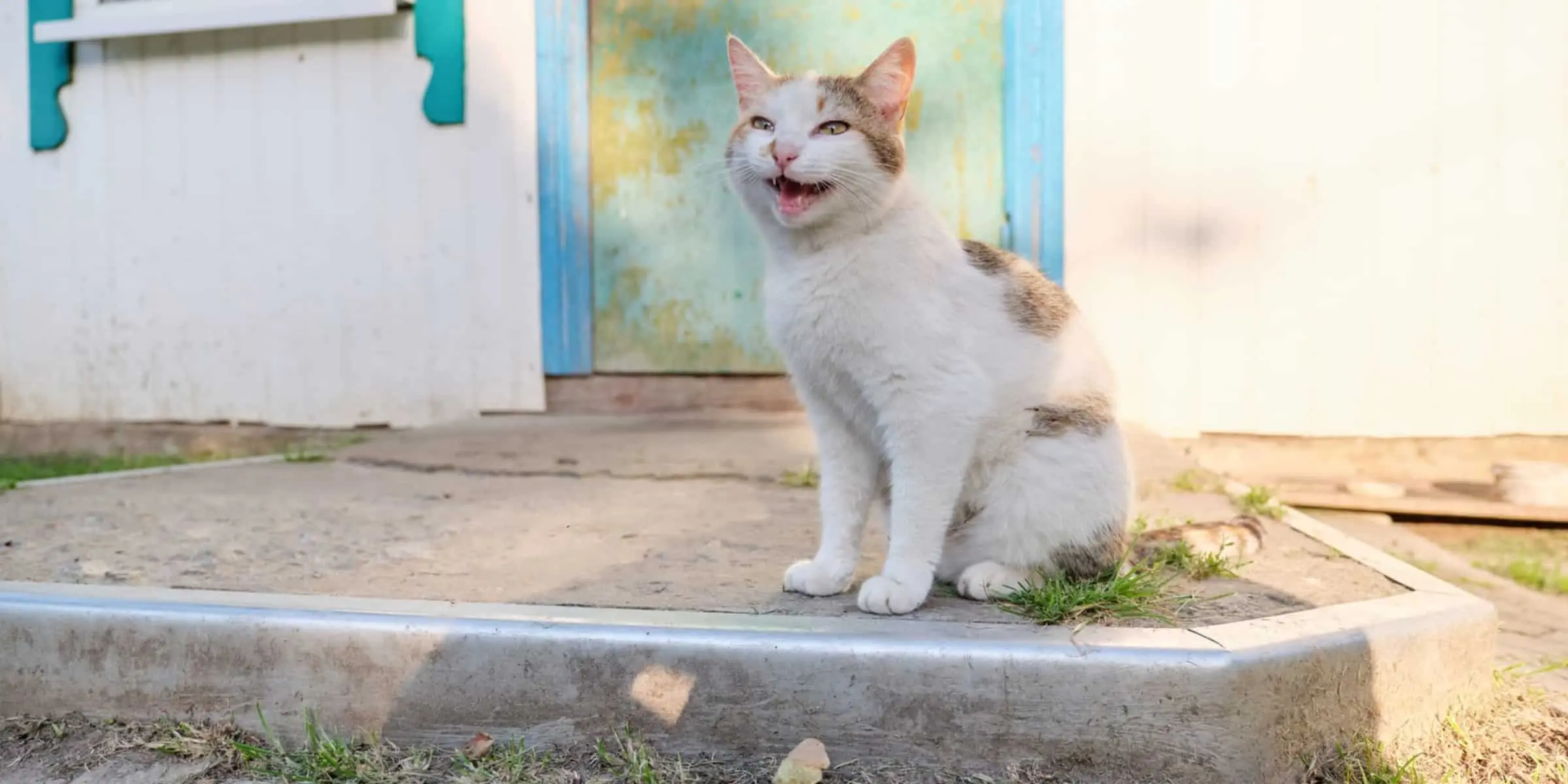 crying cat