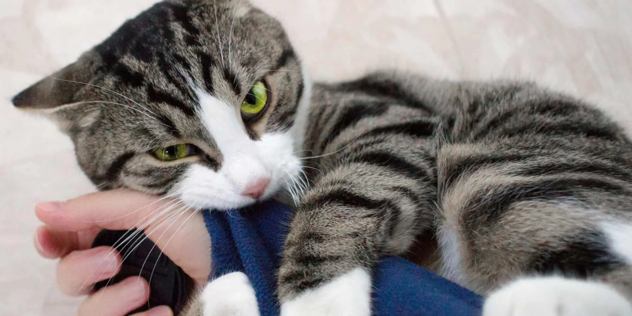 cat biting sleeve