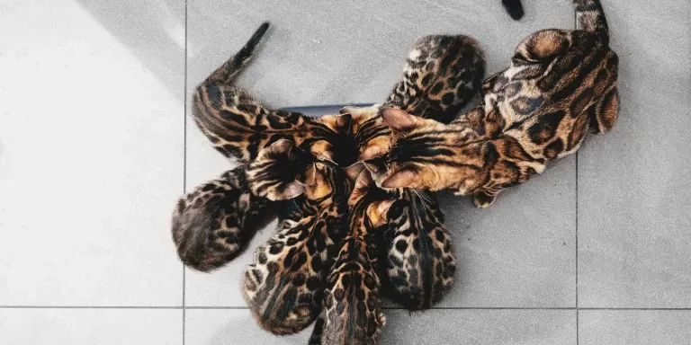 small Bengal cats