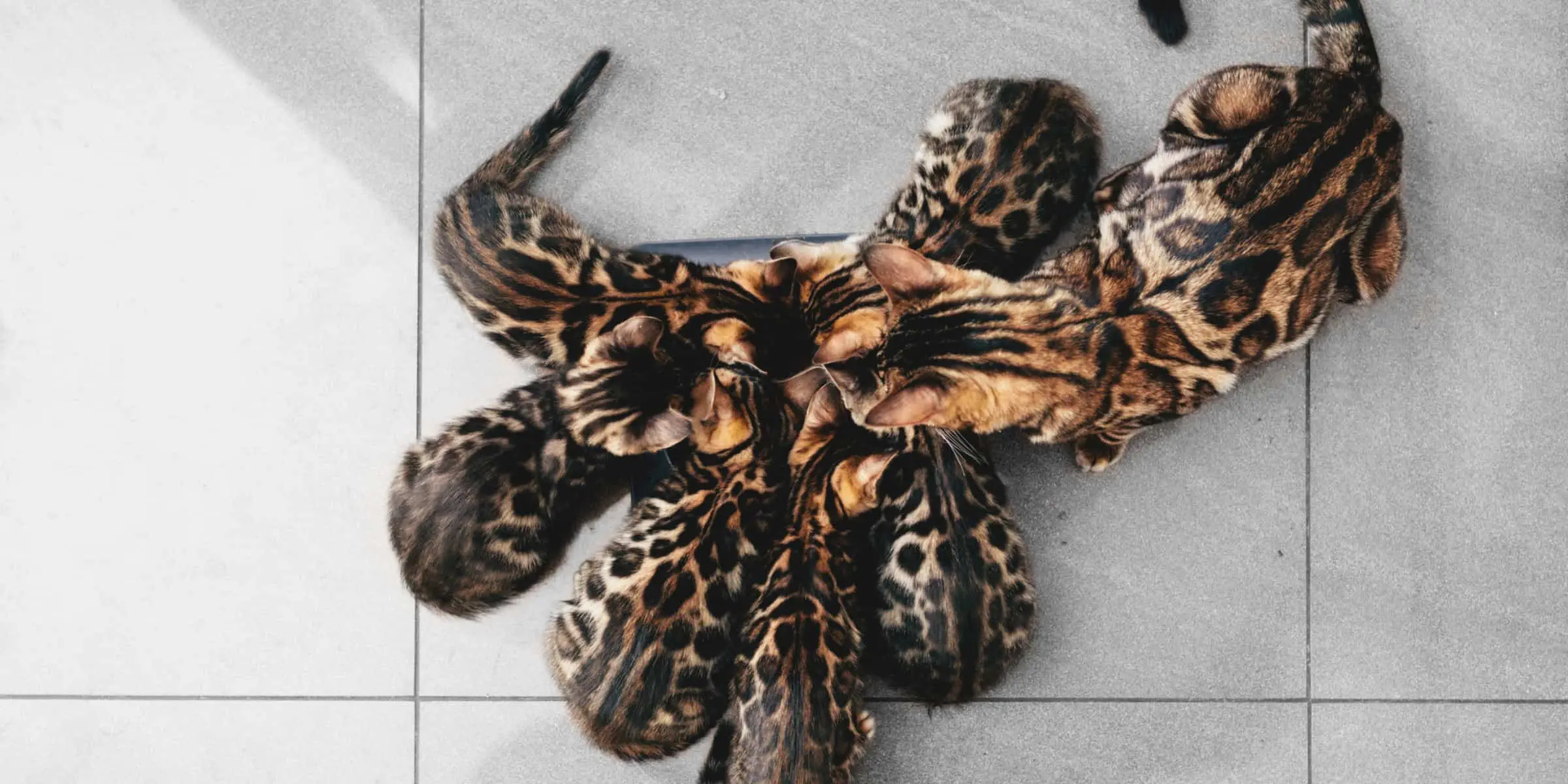 small Bengal cats