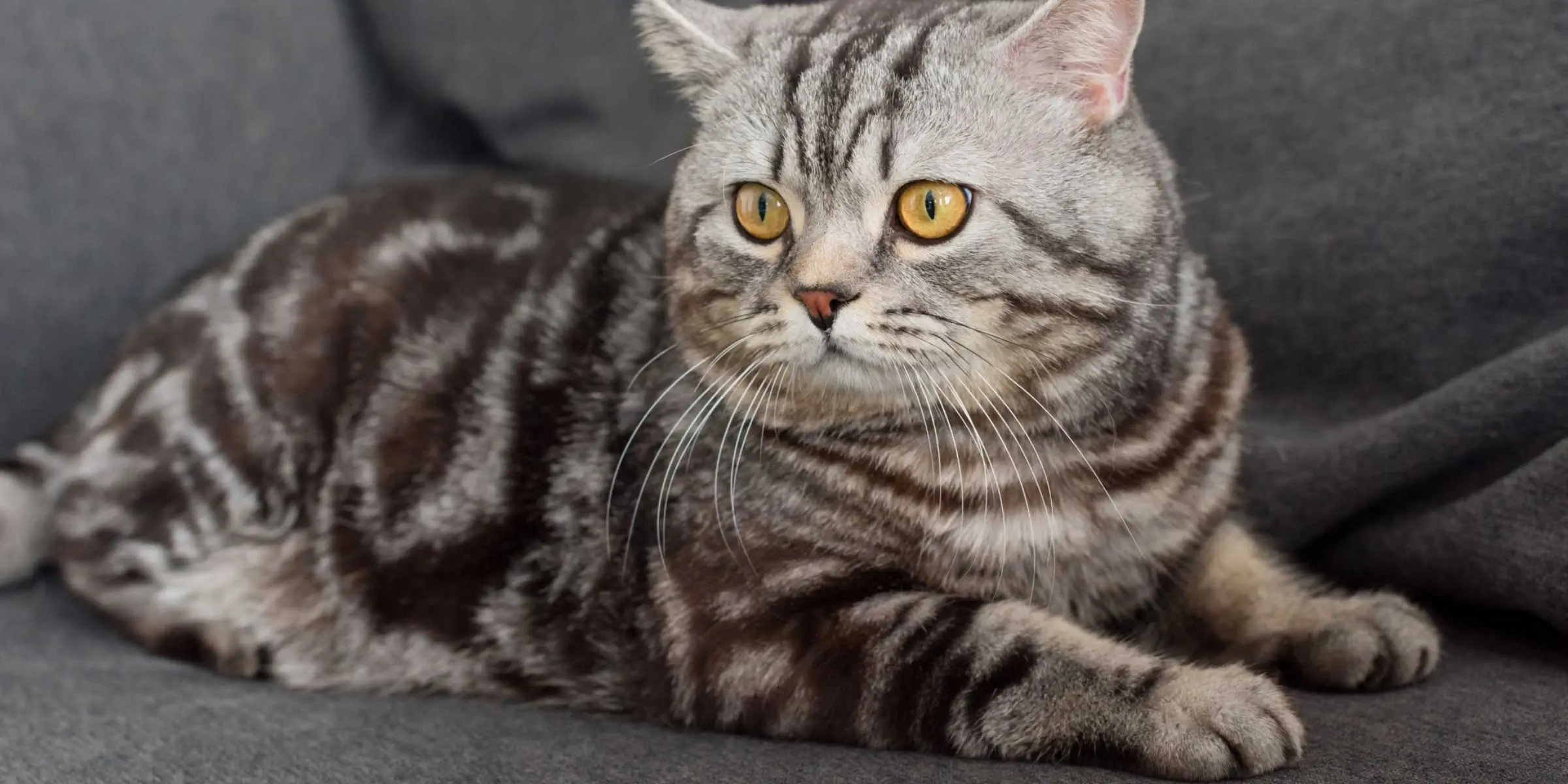 tabby Cat
