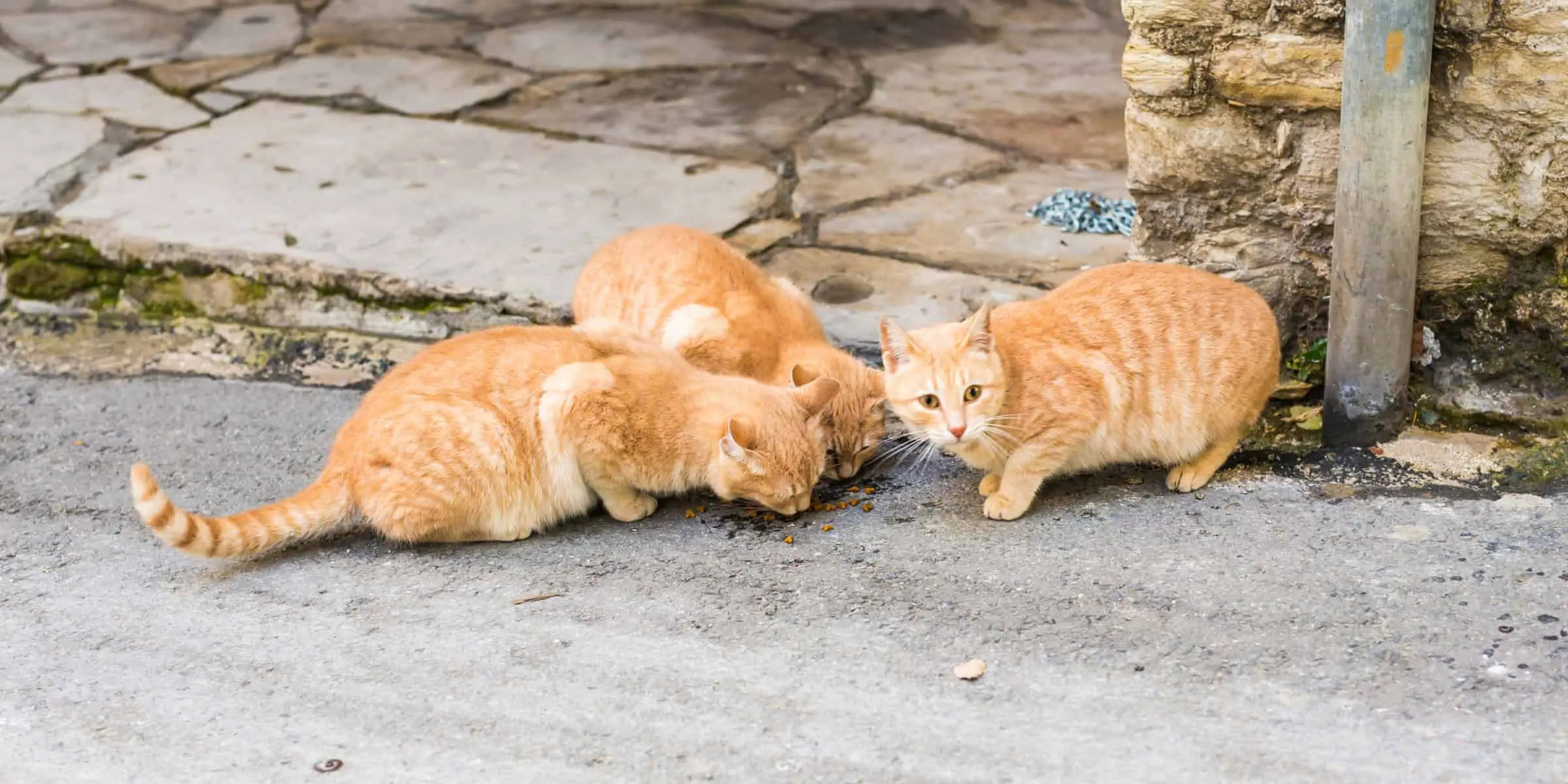 A group of cats eating food on a sidewalk.
