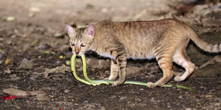 A cat with a snake in its mouth.