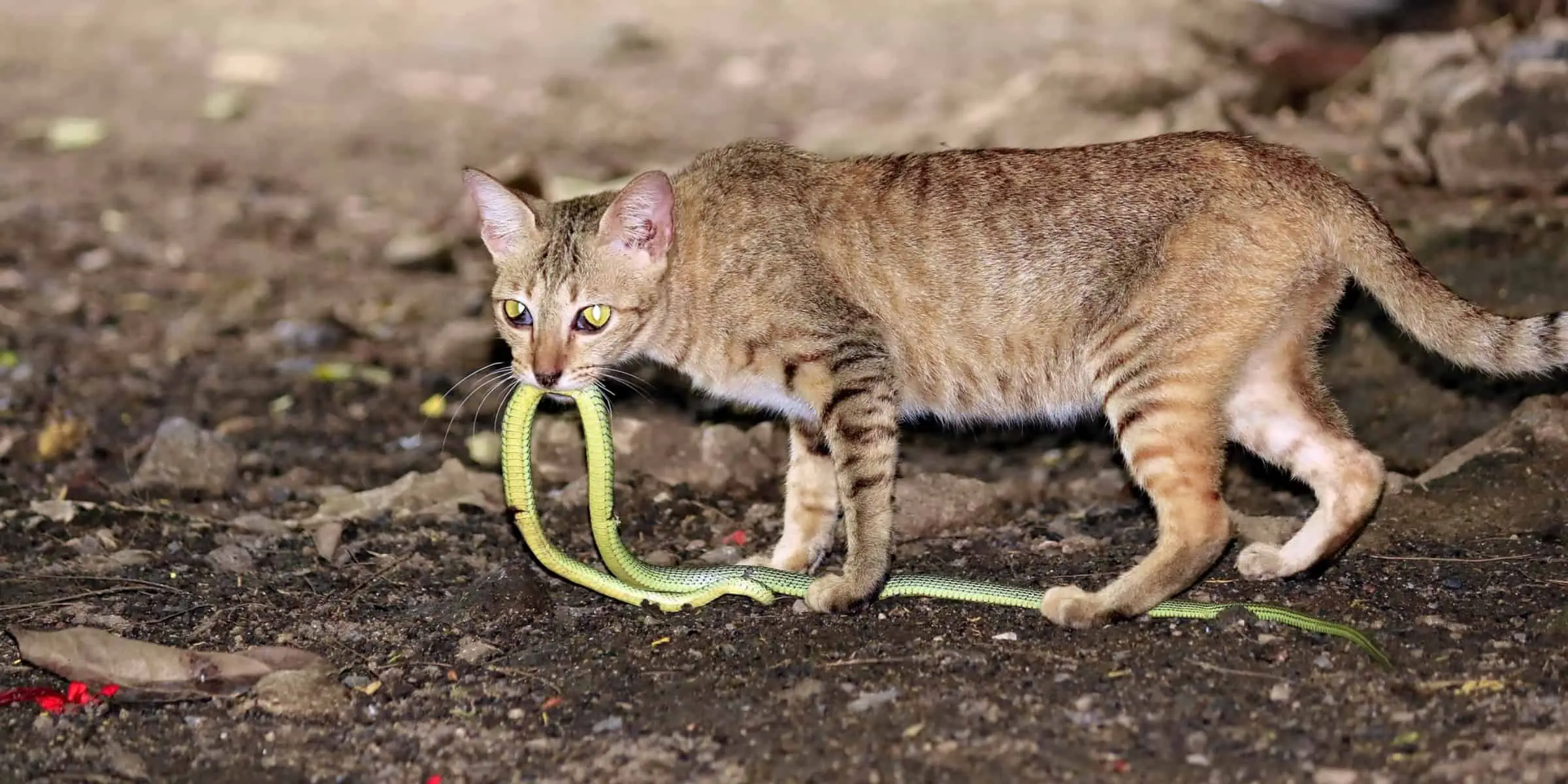 A cat with a snake in its mouth.