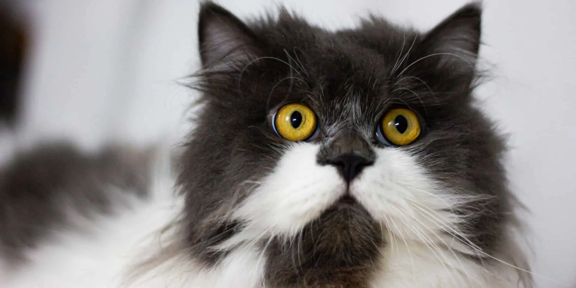 A black and white cat with yellow eyes.