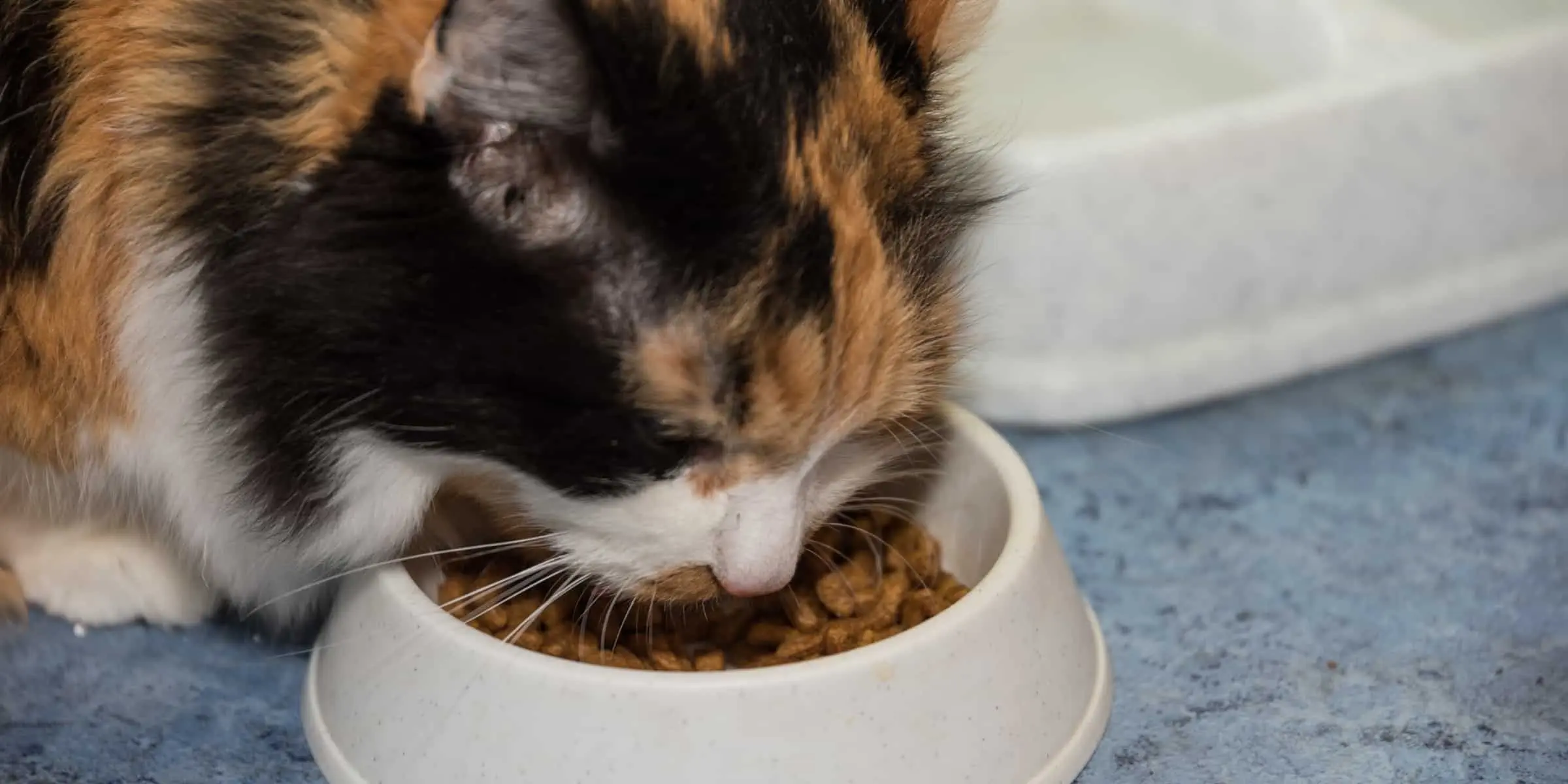 A calico cat eating out of a bowl.