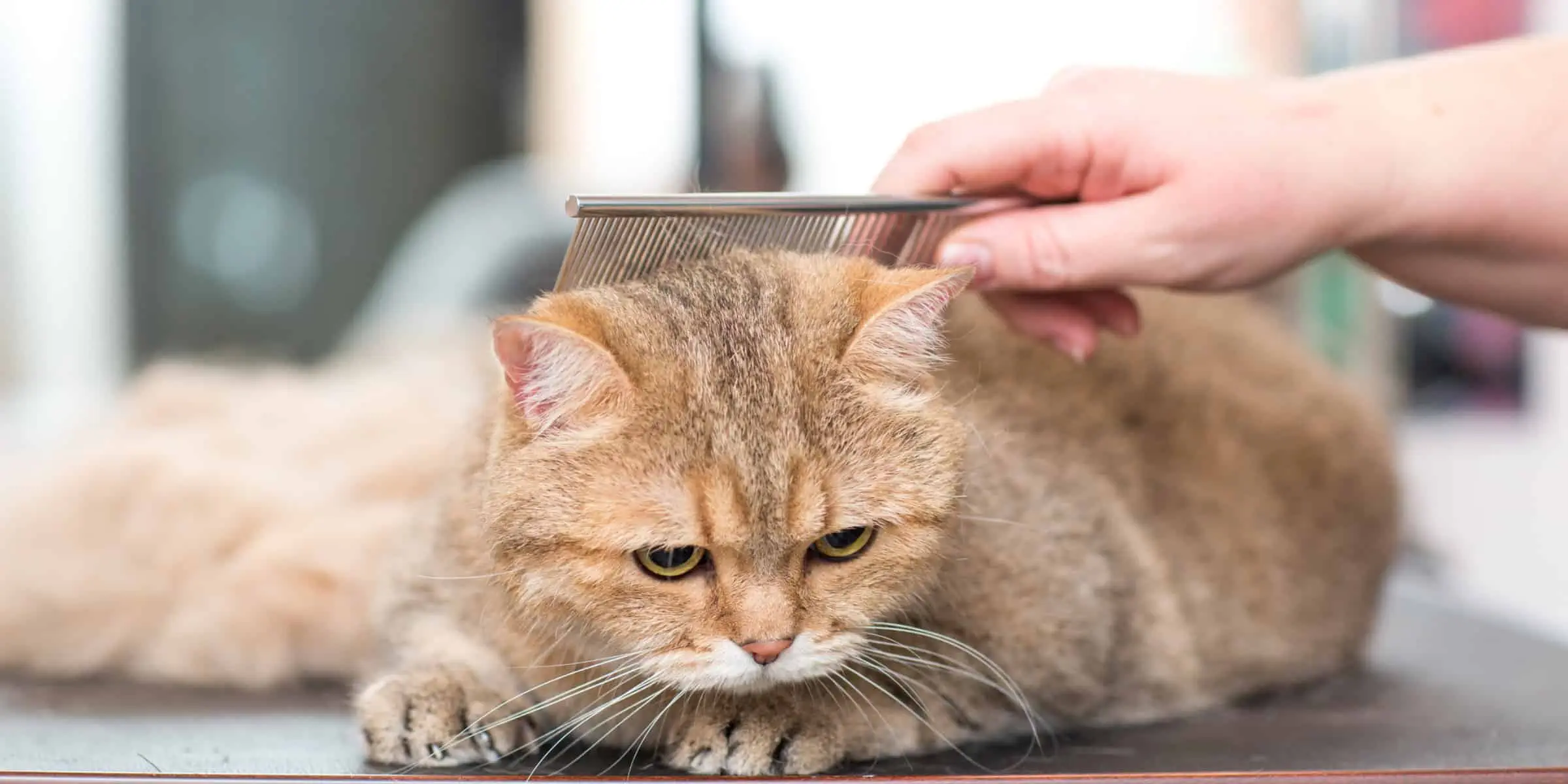 A person cutting a cat's hair.