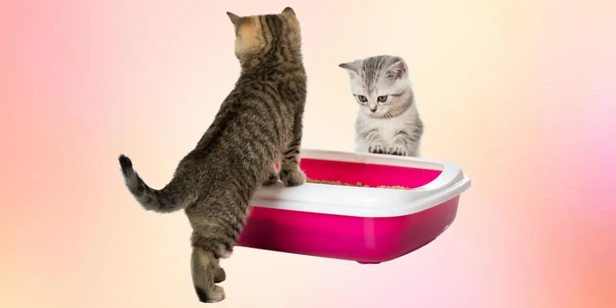Two cats playing with a pink litter box.