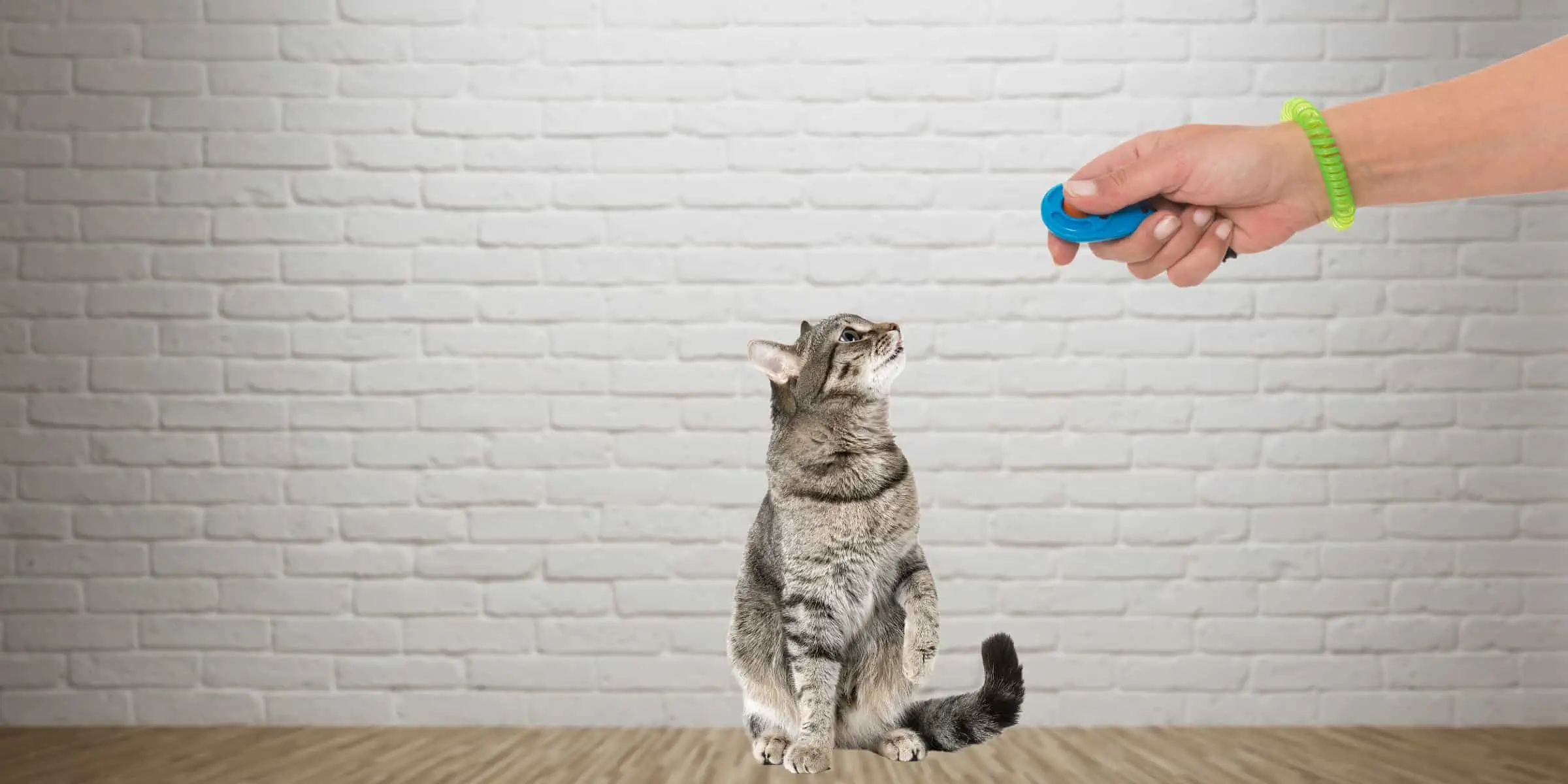 Cat, clicker training