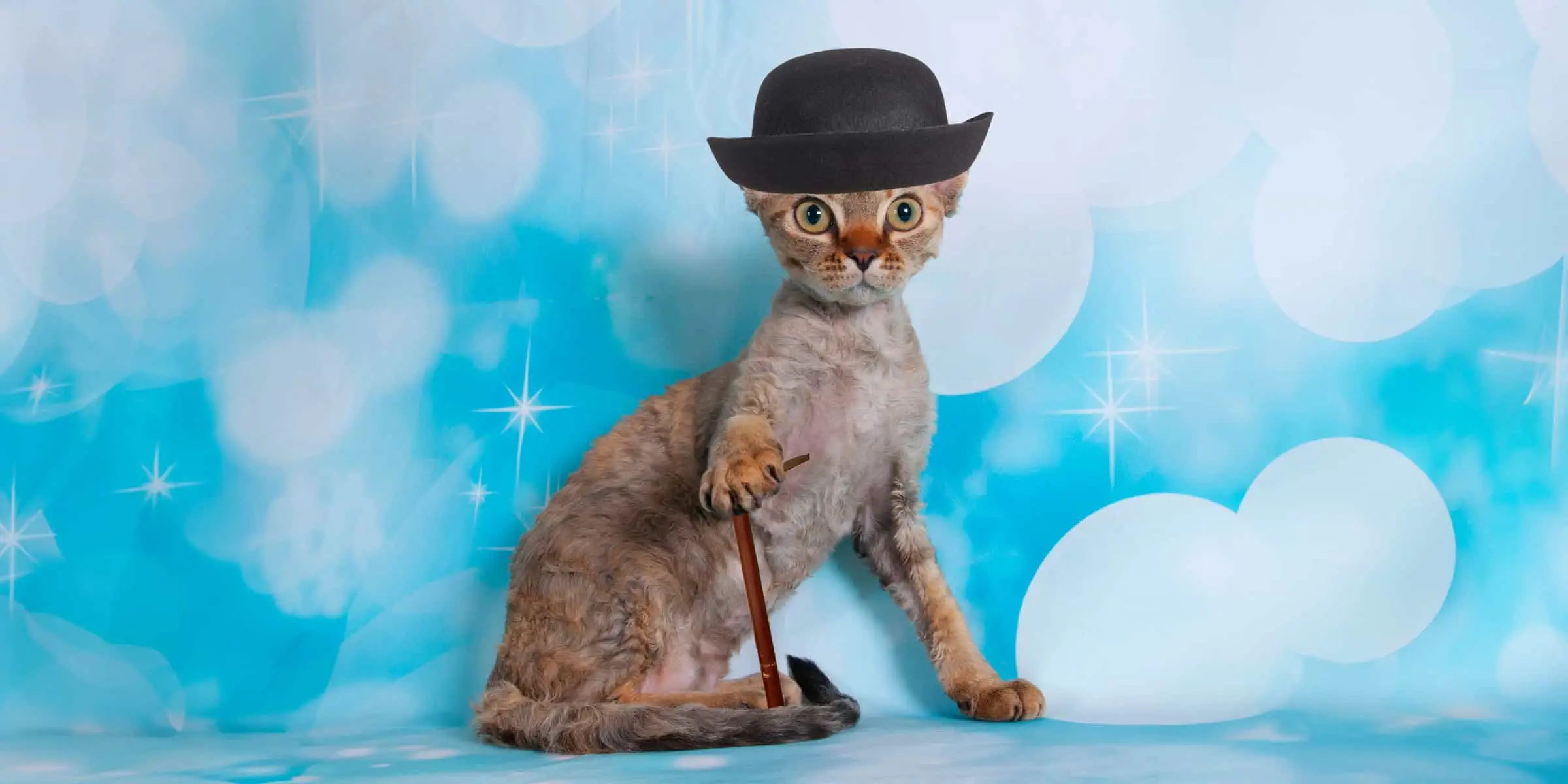 A cat wearing a hat and cane on a blue background.