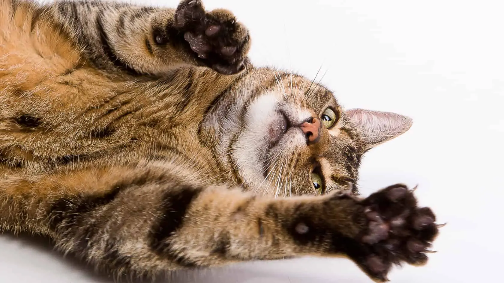 A tabby cat laying on its back.