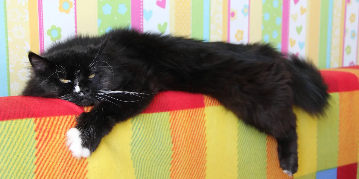 male cat