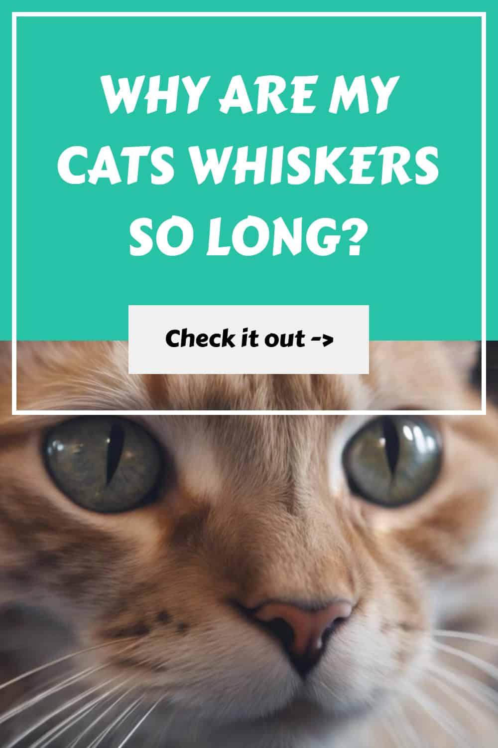 Picture Idea: Why Are My Cats Whiskers So Long